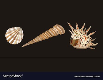 set of various seashells of usual shape with