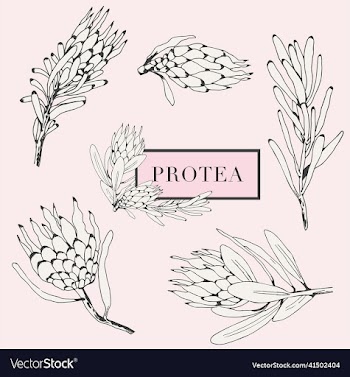 set of vintage styled protea flower