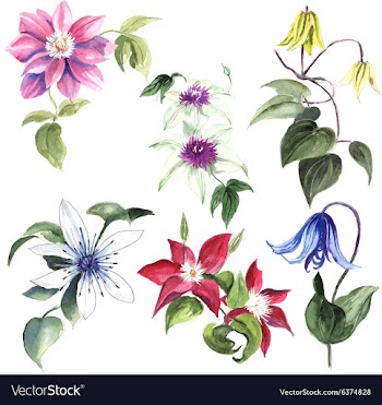 Set of watercolor flowers vector image