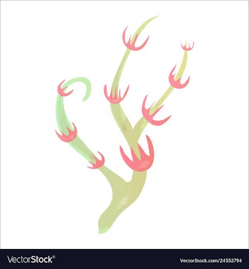 Set of watercolor seaweed and corals isolated on vector image