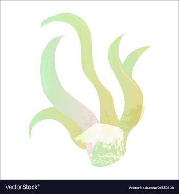 Set of watercolor seaweed and corals isolated on vector image