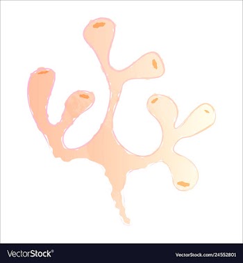 Set of watercolor seaweed and corals isolated on vector image