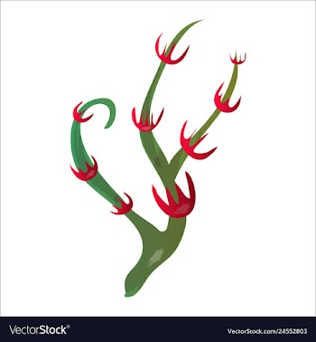 Set of watercolor seaweed and corals isolated on vector image