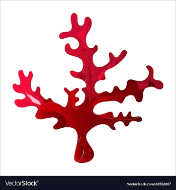 Set of watercolor seaweed and corals isolated on vector image