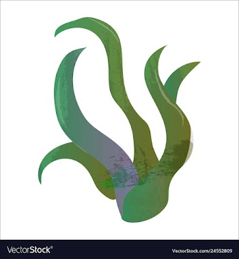 Set of watercolor seaweed and corals isolated on vector image
