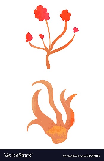 Set of watercolor seaweed and corals isolated on vector image