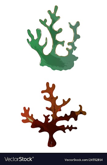 Set of watercolor seaweed and corals isolated on vector image