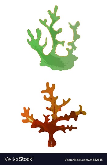 Set of watercolor seaweed and corals isolated on vector image