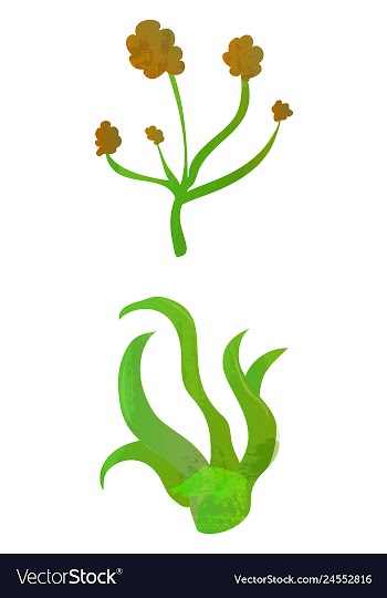 Set of watercolor seaweed and corals isolated on vector image