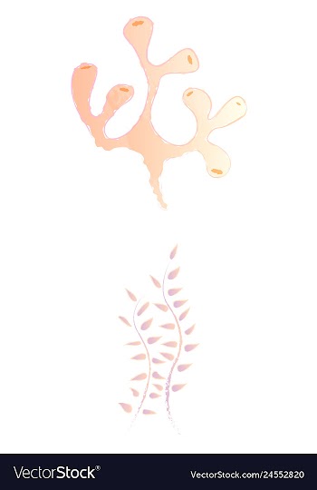 Set of watercolor seaweed and corals isolated on vector image