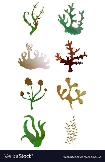 Set of watercolor seaweed and corals isolated on vector image