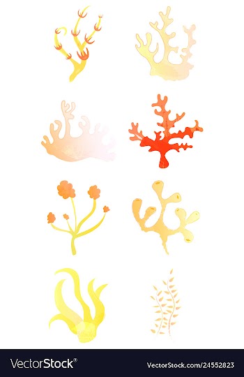 Set of watercolor seaweed and corals isolated on vector image