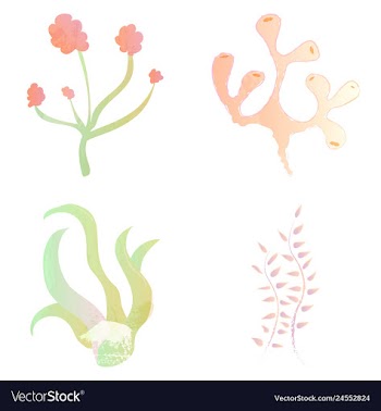 Set of watercolor seaweed and corals isolated on vector image
