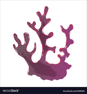 Set of watercolor seaweed and corals isolated on vector image