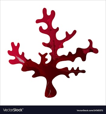 Set of watercolor seaweed and corals isolated on vector image