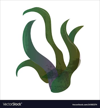 Set of watercolor seaweed and corals isolated on vector image