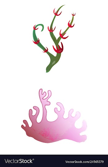 Set of watercolor seaweed and corals isolated on vector image