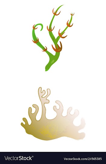 Set of watercolor seaweed and corals isolated on vector image