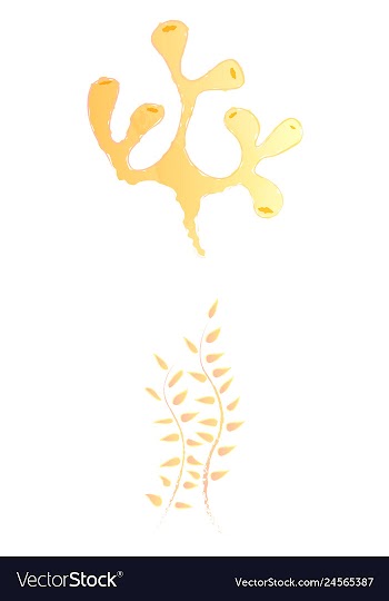 Set of watercolor seaweed and corals isolated on vector image
