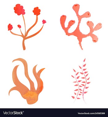 Set of watercolor seaweed and corals isolated on vector image