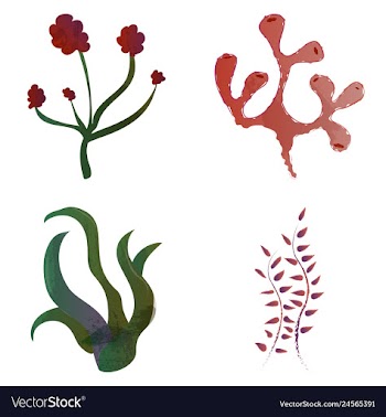 Set of watercolor seaweed and corals isolated on vector image
