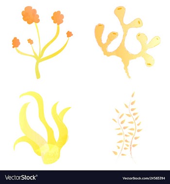 Set of watercolor seaweed and corals isolated on vector image