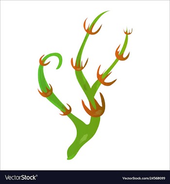 Set of watercolor seaweed and corals isolated on vector image