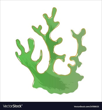 Set of watercolor seaweed and corals isolated on vector image