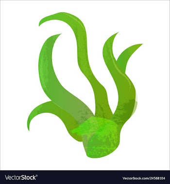 Set of watercolor seaweed and corals isolated on vector image
