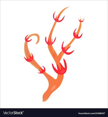 Set of watercolor seaweed and corals isolated on vector image