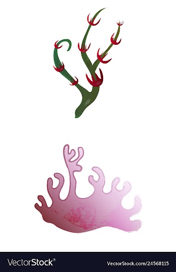 Set of watercolor seaweed and corals isolated on vector image