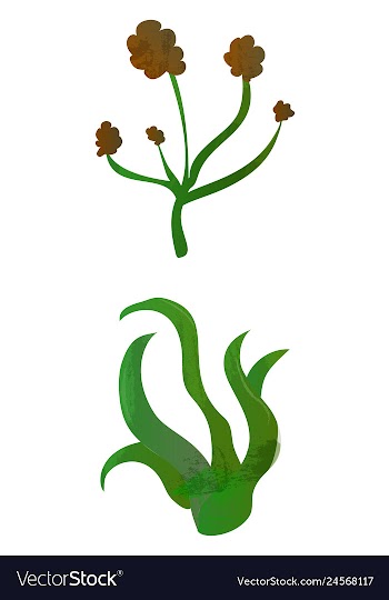 Set of watercolor seaweed and corals isolated on vector image