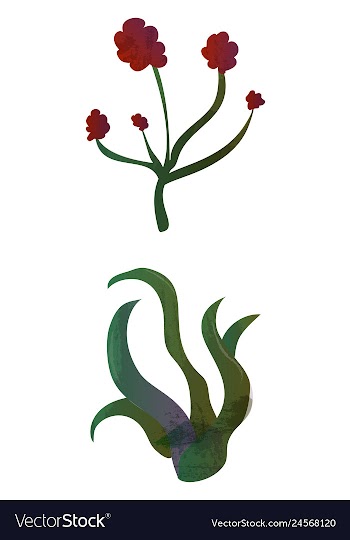 Set of watercolor seaweed and corals isolated on vector image