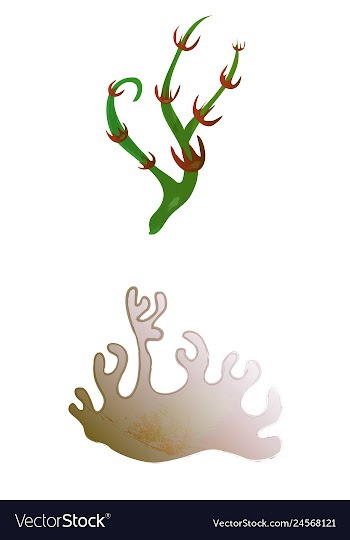 Set of watercolor seaweed and corals isolated on vector image