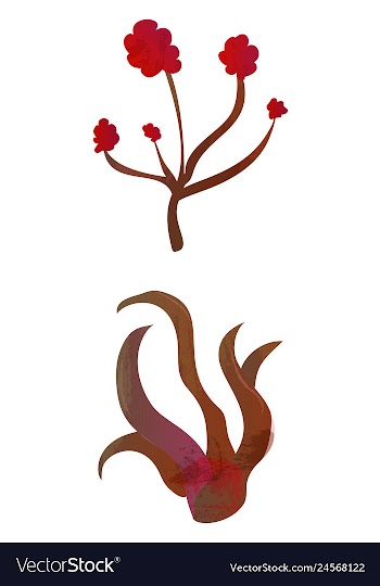 Set of watercolor seaweed and corals isolated on vector image