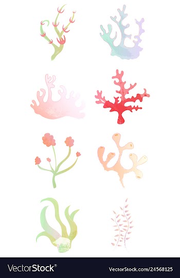 Set of watercolor seaweed and corals isolated on vector image