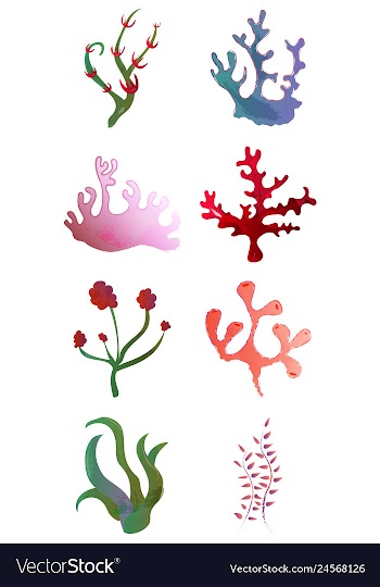 Set of watercolor seaweed and corals isolated on vector image