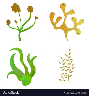 Set of watercolor seaweed and corals isolated on vector image