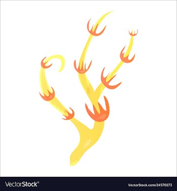 Set of watercolor seaweed and corals isolated on vector image