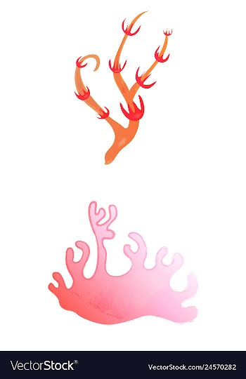 Set of watercolor seaweed and corals isolated on vector image