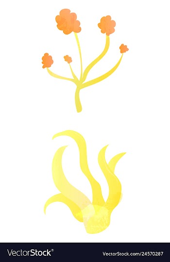 Set of watercolor seaweed and corals isolated on vector image