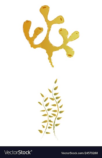 Set of watercolor seaweed and corals isolated on vector image