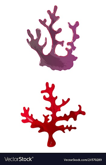 Set of watercolor seaweed and corals isolated on vector image