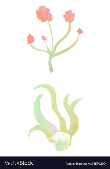 Set of watercolor seaweed and corals isolated on vector image