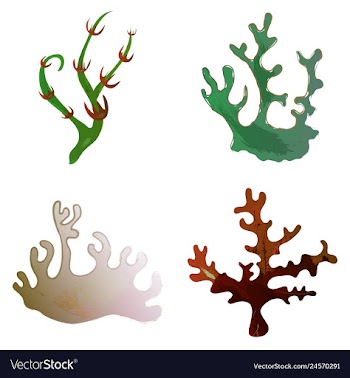 Set of watercolor seaweed and corals isolated on vector image