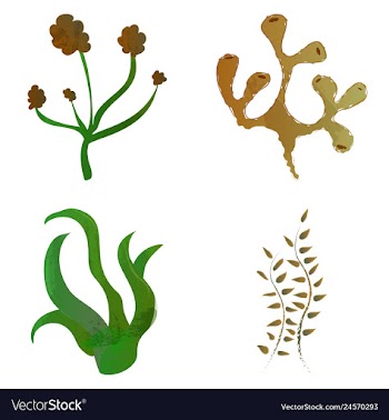 Set of watercolor seaweed and corals isolated on vector image