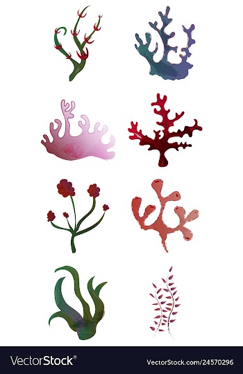 Set of watercolor seaweed and corals isolated on vector image