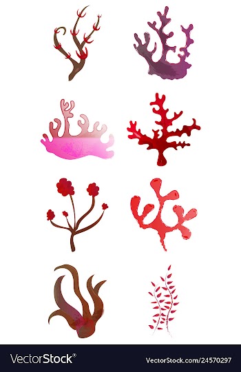 Set of watercolor seaweed and corals isolated on vector image