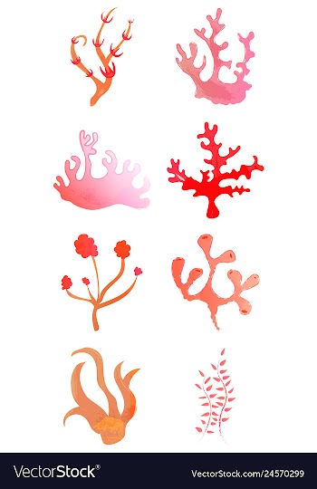 Set of watercolor seaweed and corals isolated on vector image