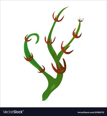 Set of watercolor seaweed and corals isolated on vector image